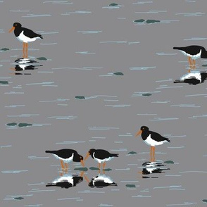 parcel of oystercatchers 1