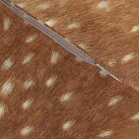 Soft Deer Hide // Spring Fawn