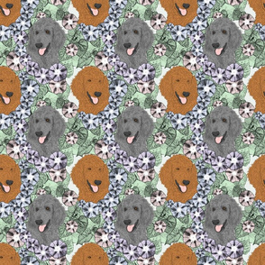 Floral Apricot Gray Standard Poodle portraits