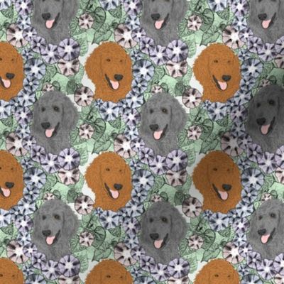 Small Floral Apricot Gray Standard Poodle portraits