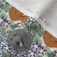 Small Floral Apricot Gray Standard Poodle portraits