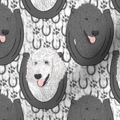 Black White Standard Poodle horseshoe portraits
