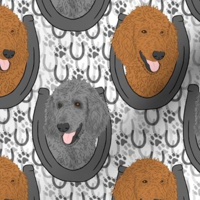 Apricot Gray Standard Poodle horseshoe portraits B