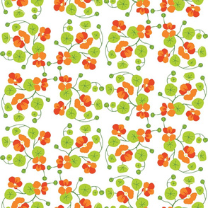 Nasturtium 