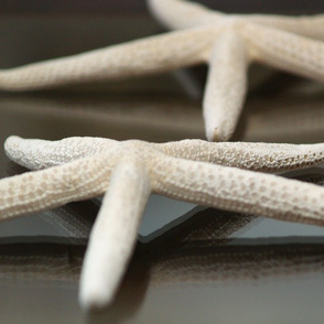 Starfish