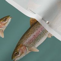 rainbow trout on slate blue