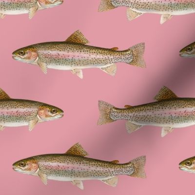 rainbow trout on rosebud pink