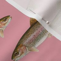 rainbow trout on rosebud pink