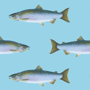 Coho salmon on light blue