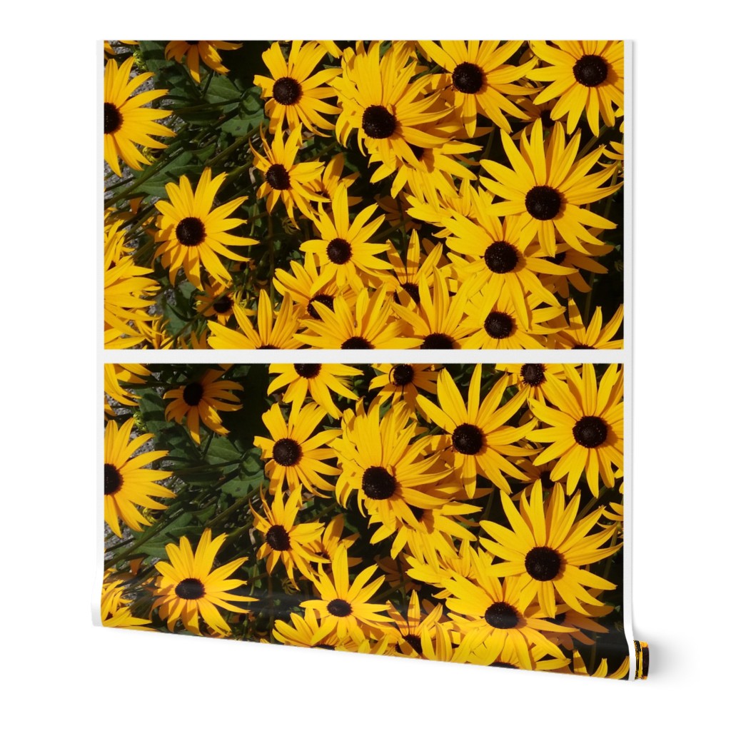 giant blackeyed susans - tea towel