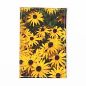 giant blackeyed susans - tea towel