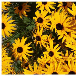 giant blackeyed susans - tea towel