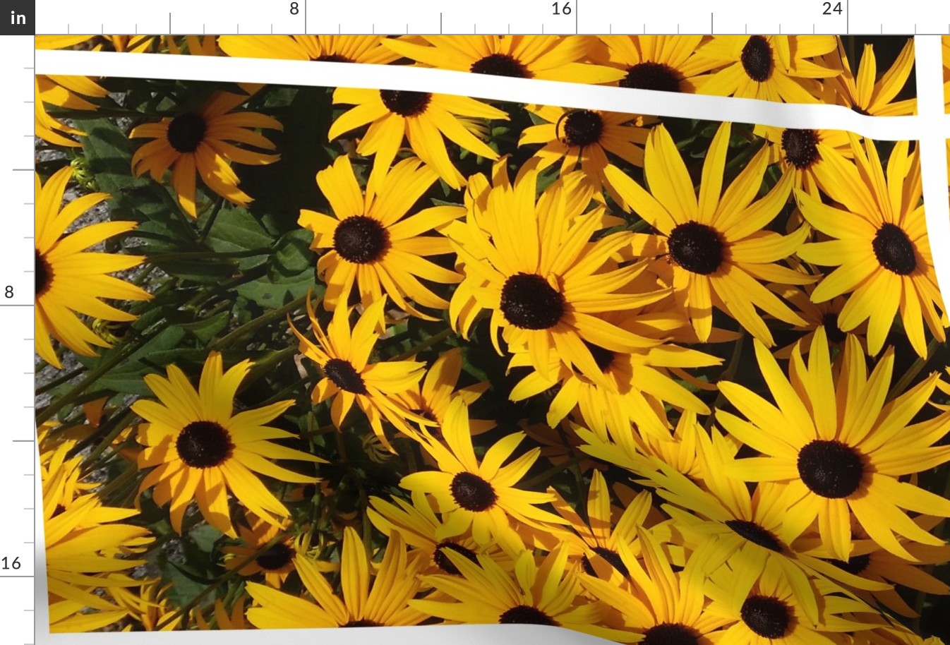 giant blackeyed susans - tea towel