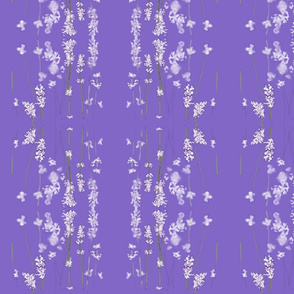 Lavender Lavender 