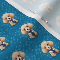 Miniature Poodle Teddy Blue S