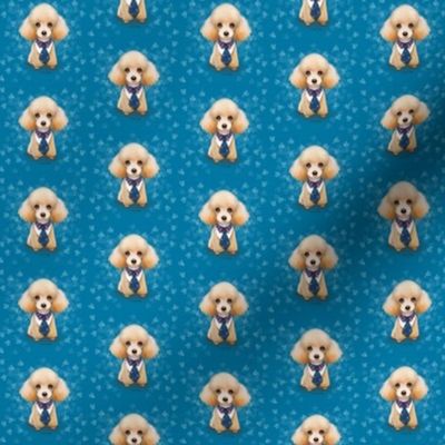 Miniature Poodle Teddy Blue S