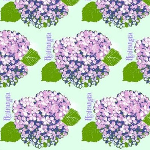 hydrangea print on pale aqua