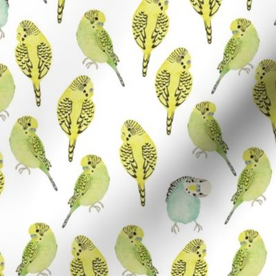 Budgies