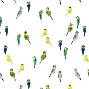 tiny budgies