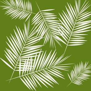 Palm leaves - white on grass green tropical Palm tree || by sunny afternoon