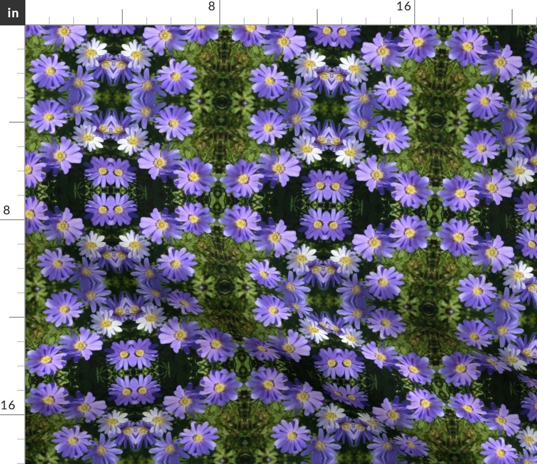 Purple Wind Flowers 6084