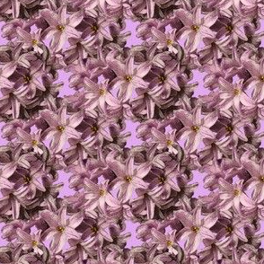 Mini Hyacinth Flowers
