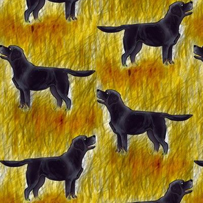 Black Labrador in golden grass