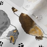 Trotting rough coated Collies and paw prints - white