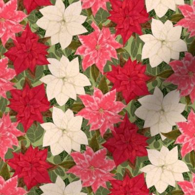 Red White and Pink Poinsettia on fuzzy leaves