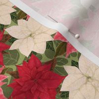 Red White and Pink Poinsettia on fuzzy leaves