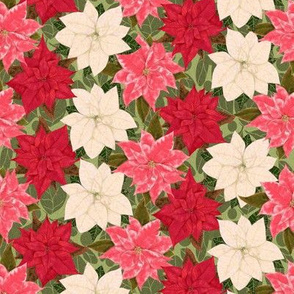 Red White and Pink Poinsettia on fuzzy leaves