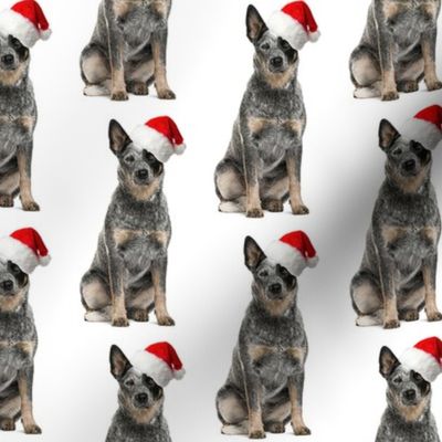 Santa Cattle Dog