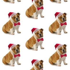 Santa Bulldog