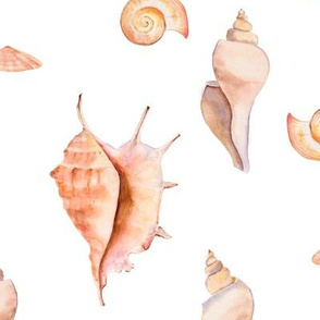 WATERCOLOR SEASHELLS ON WHITE SEA SHELL