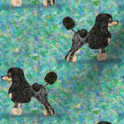 Black and Tan Phantom Poodle on Blue Green