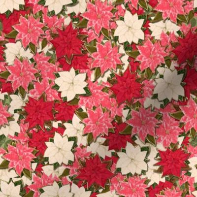 Pink Red and White Poinsettia scatter with hint of fake gold