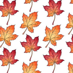 Autumn Maple Leaves