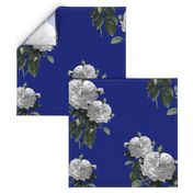 Redoute' Roses ~ Riot of  White Blooms on Bandy Blue 