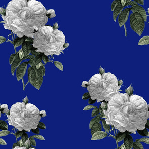 Redoute' Roses ~ Riot of  White Blooms on Bandy Blue 