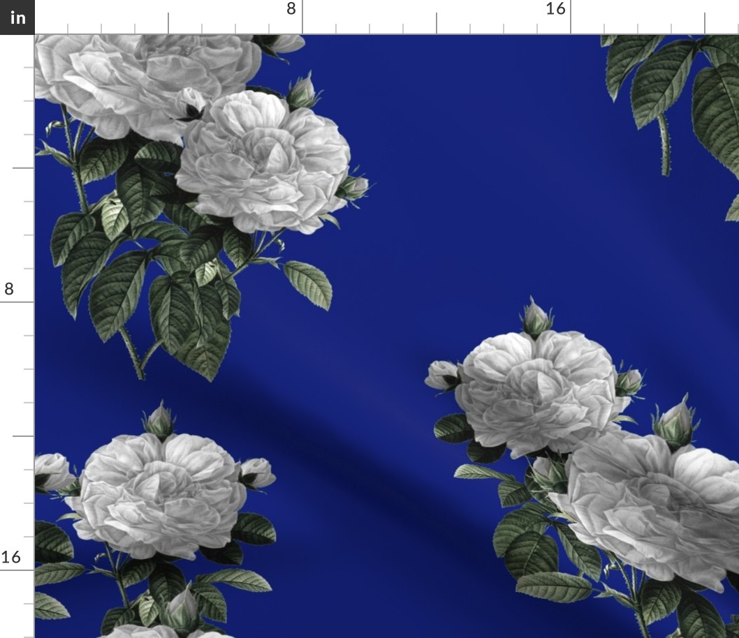 Redoute' Roses ~ Riot of  White Blooms on Bandy Blue 