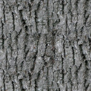Tree Bark // Black & White