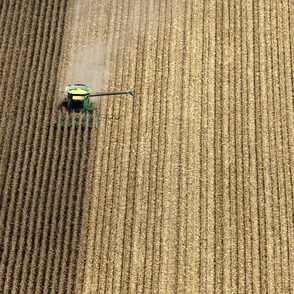 Fat Quarter Corn Harvest