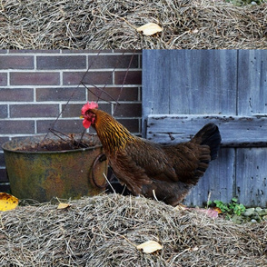 Betty Brown the Hen