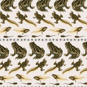 Frog Lifecycle Stripes