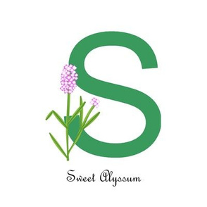 Sweet Alyssum