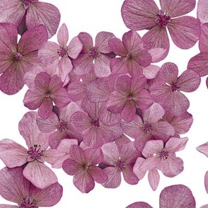 Hydrangea_Pink