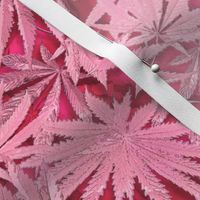 Passion Pink Cannabis