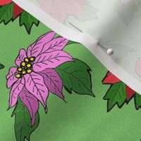 pink_and_red_poinsettias_on_green