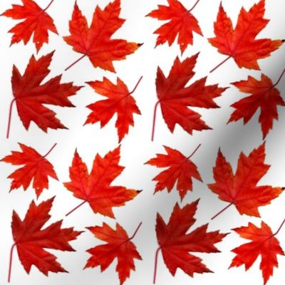 4_sugar_maple_leaves