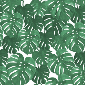 monstera cheese plant painted tropical palms botanical tropical palm springs trendy plants cactus succulents plants